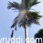 arecanut spray
