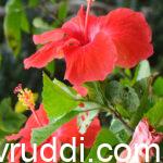 hibiscus flower