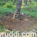 ಉಪ್ಪು ಹಾಕುವ ಭಾಗ