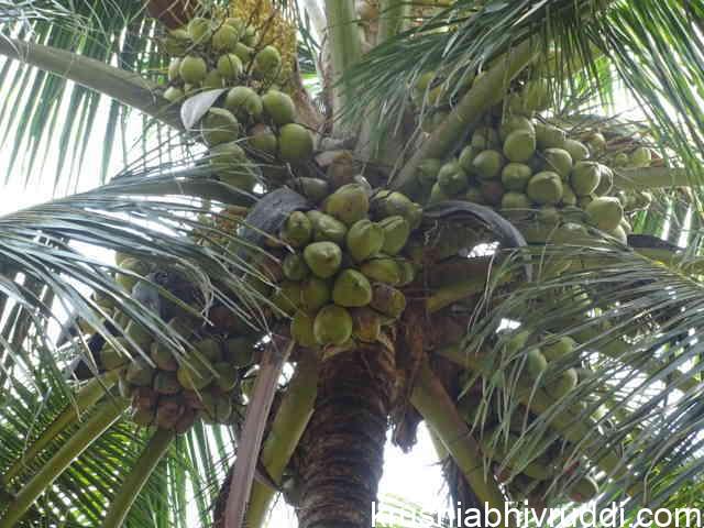 ಬೀಜದ ಕಾಯಿ ಆಯ್ಕೆಗೆ ಸೂಕ್ತವಾದ ಲಕ್ಷಣವುಳ್ಳ ತಾಯಿ ಮರ