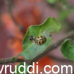 ಗುಲಗುಂಜಿ ಹುಳ ಕೀಟ ಭಕ್ಷಕ