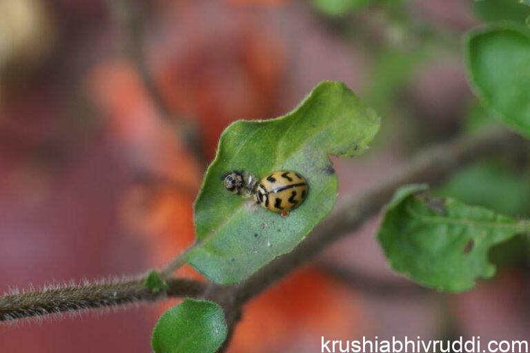 ಗುಲಗುಂಜಿ ಹುಳ ಕೀಟ ಭಕ್ಷಕ