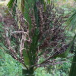 pest problem