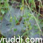 spider nest in soil surface