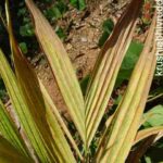 leaf yellowing