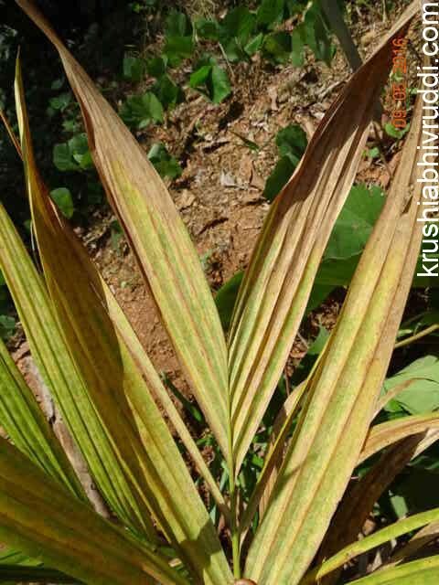 leaf yellowing