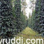 ಕರಿಮೆಣಸಿಗೆ ಬೋರ್ಡೋ ದ್ರಾವಣ ಸಿಂಪಡಿಸಿದಾಗ
