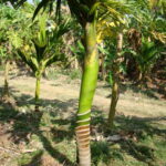 Zink deficiency in plant