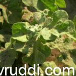 Mite infection