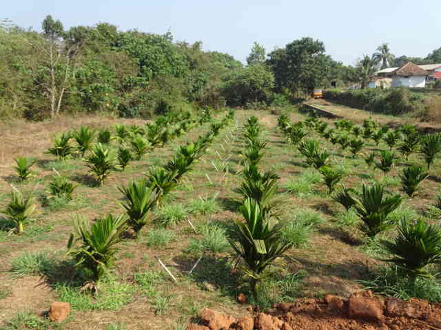 ಹೊಸ ಅಡಿಕೆ ತೋಟ