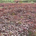 Amarantus an short term vegetable