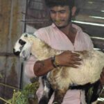 Farmer showing the sheep