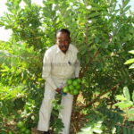 pruned plant and yield