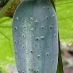 ಕಹಿ ಮುಳ್ಳು ಸೌತೆ