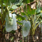 ಬಾಳೆ ಗೊನೆಗೆ ಕವರ್ ಹಾಕಿರುವುದು- Covering for banana bunch