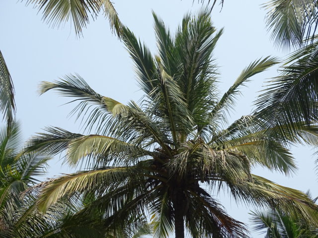 ಬೇರು ಹುಳ ಬಾಧಿತ ತೆಂಗು