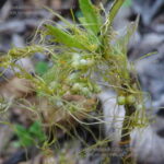 caskuta plant