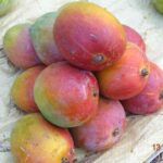 ರತ್ನಗಿರಿ ಅಲ್ಫೊನ್ಸ್ ಹಣ್ಣು