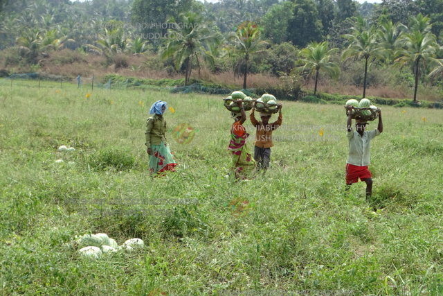 Farmer harvesting the watermelon