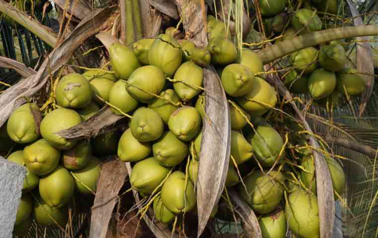 ಹೈಬ್ರೀಡ್ ಮರದ ಕಾಯಿ ಗೊಂಚಲು