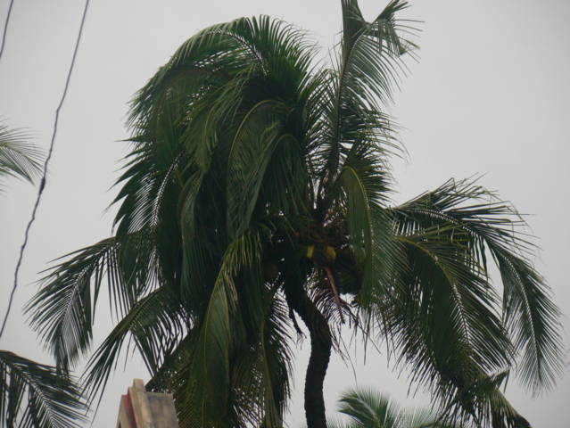 coconut palm genetically defected