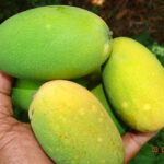 fruit fly less mango