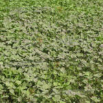 ಬೂದಿಯ ಮೂಲಕ ಕೀಟ ನಿಯಂತ್ರಣ