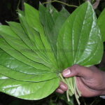 betel leaf