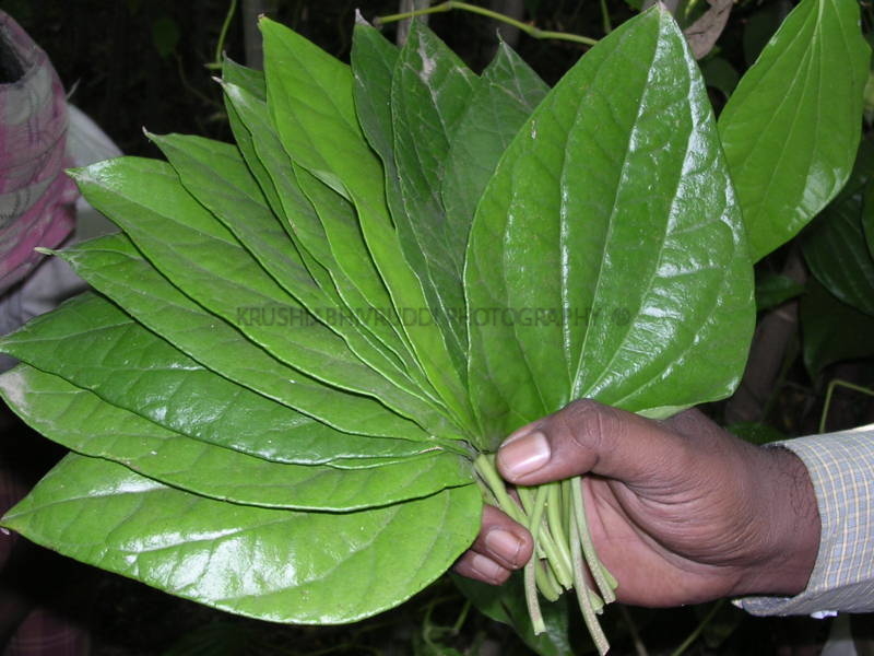 betel leaf