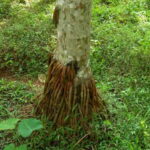 ಬೇರು ಮೇಲೆ ಬಂದ ಅಡಿಕೆ ಗಿಡ