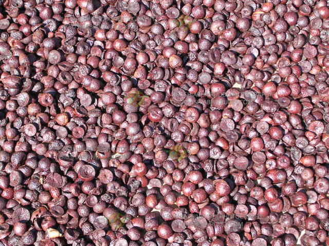 ರಾಸಿ ಅಡಿಕೆ ರಾಶಿ