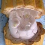 ಕೊಕ್ಕೋ ಕೋಡು
