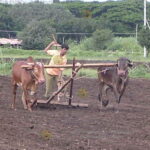 ಭೂಮಿ ಉಳುತ್ತಿರುವ ರೈತ