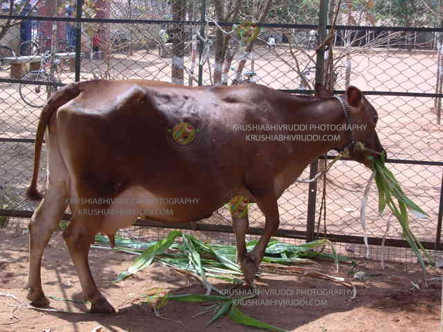 ಉತ್ತಮ ಲಕ್ಷಣದ ಹಸು