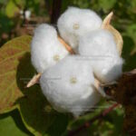 ಹತ್ತಿ ಕೋಡು- Cotton bulb