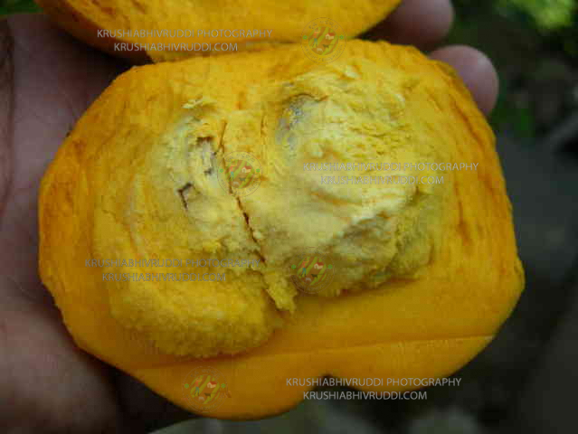 egg fruit