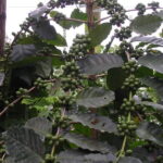 coffee berri