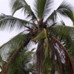 Lighting effected coconut palm
