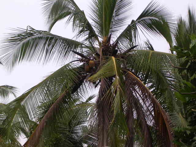 Lighting effected coconut palm