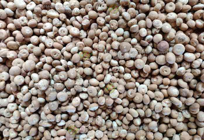 ಚಾಲಿ ಅಡಿಕೆ