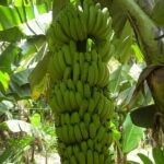 ಫುಷ್ಟಿಕರ ಬಾಳೆ ಗೊನೆ