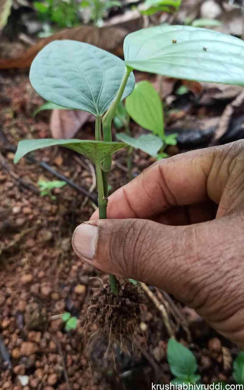 seed plants