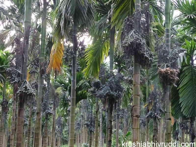 Well managed areca garden