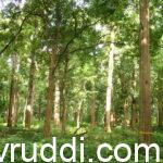 teak plantation
