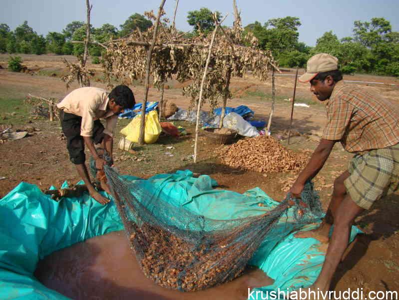 ginger seed treatment