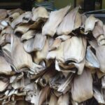 Areca leaf for cow fodder