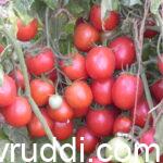 Tomato