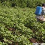 weedicide spray