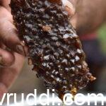 Dammer bee honey comb