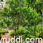 Poly bag fruit plant